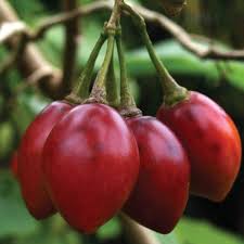 Tamarillo Seeds - Perfect for Planting