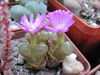 Green Conophytum Ernianum Flower Seeds | Unique Planting Seeds for Your Garden