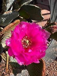 Pink Opuntia Chlorotica Flower seeds for Planting - Wildflower Mix, Heirloom & GMO Free Seeds for Home Garden