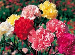 Mixed Carnation Flower Seeds for Planting Sun Loving Heirloom & GMO Free Seeds for Home Garden
 
 Sale