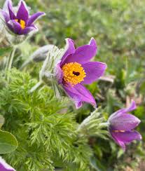 Violet Pulsatilla Flower seeds for Planting - Drought Tolerant, Heirloom & GMO Free Seeds for Home Garden