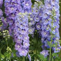 Delphinium Lavender Flower seeds for Planting - Perfect for Borders, Heirloom & GMO Free Seeds for Home Garden