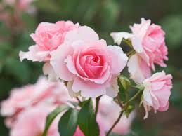 Baby Pink Rose for Planting NonGMO Heirloom Garden Seeds for Growing Beautiful Flowers Shade Tolerant 
 
 Sale