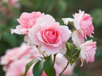 Baby Pink Rose for Planting NonGMO Heirloom Garden Seeds for Growing Beautiful Flowers Shade Tolerant 
 
 Sale