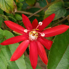 Red Passiflora Flower seeds for Planting - Long Bloom Season, Heirloom & GMO Free Seeds for Home Garden