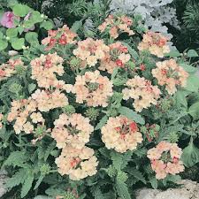 Verbena Peaches and Cream Perennial Flower Seeds for Soft, Elegant Blooms in Your Garden