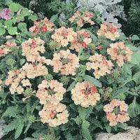 Verbena Peaches and Cream Perennial Flower Seeds for Soft, Elegant Blooms in Your Garden