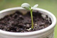 Sprout Flower seeds for Planting - Wildflower Mix, Heirloom & GMO Free Seeds for Home Garden