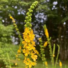 Heirloom Agrimony Flower seeds for Planting Colorful Display Heirloom & GMO Free Seeds for Home Garden
