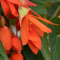 Orange Bossa Nova Flower seeds for Planting - Pollinator Friendly, Heirloom & GMO Free Seeds for Home Garden
