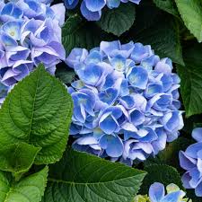 Enchantress Flower seeds for Planting - Colorful Display, Heirloom & GMO Free Seeds for Home Garden