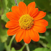 Orange Tithonia Speciosa Flower seeds for Planting - Perfect for Borders, Heirloom & GMO Free Seeds for Home Garden
