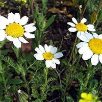 Anacyclus Pyrethrum Flower seeds for Planting - Garden Favorite, Heirloom & GMO Free Seeds for Home Garden