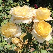 Moonlight Rose Flower seeds for Planting - Pollinator Friendly, Heirloom & GMO Free Seeds for Home Garden
 
 Sale
