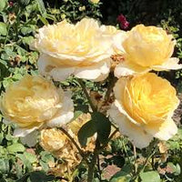 Moonlight Rose Flower seeds for Planting - Pollinator Friendly, Heirloom & GMO Free Seeds for Home Garden
 
 Sale
