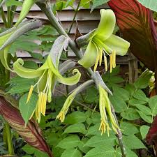 Green Puya Mirabilis Flower seeds for Planting - Hardy Variety, Heirloom & GMO Free Seeds for Home Garden