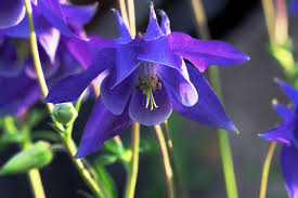 Violet Blue Aquilegia Flower Seeds for Planting Easy to Grow Heirloom & GMO Free Seeds for Home Garden
 
 Sale