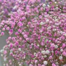 Pink Gypsophila Flower seeds for Planting - Premium Quality, Heirloom & GMO Free Seeds for Home Garden