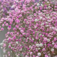 Pink Gypsophila Flower seeds for Planting - Premium Quality, Heirloom & GMO Free Seeds for Home Garden