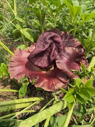 Elephant Foot Yam Flower seeds for Planting - Vibrant Colors, Heirloom & GMO Free Seeds for Home Garden