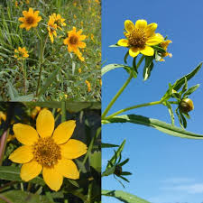 Bidens Cernua Flower seeds for Planting Cut Flower Favorite Heirloom & GMO Free Seeds for Home Garden
