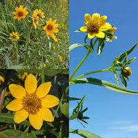Bidens Cernua Flower seeds for Planting Cut Flower Favorite Heirloom & GMO Free Seeds for Home Garden
