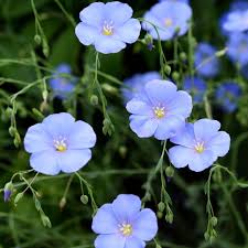 Usitatissimum Flower seeds for Planting - Bright Blooms, Heirloom & GMO Free Seeds for Home Garden