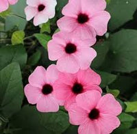 Light Pink Thunbergia Flower Seeds for Planting Seasonal Bloomer Heirloom & GMO Free Seeds for Home Garden
 
 Sale