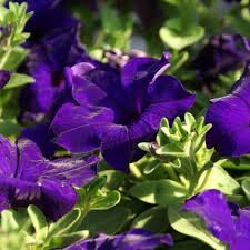 Blue Mandevilla Sanderi Flower seeds for Planting - Cottage Garden Essential, Heirloom & GMO Free Seeds for Home Garden