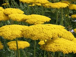 Yarrow Flower seeds for Planting - Low Maintenance, Heirloom & GMO Free Seeds for Home Garden