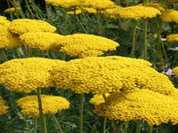 Yarrow Flower seeds for Planting - Low Maintenance, Heirloom & GMO Free Seeds for Home Garden