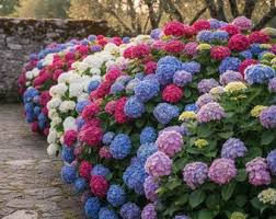 Blue White Azalea Flower Seeds for Planting Cut Flower Favorite Heirloom & GMO Free Seeds for Home Garden
 
 Sale