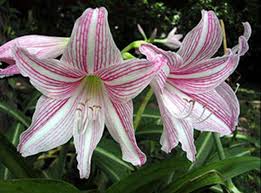 Pink Hippeastrum Rutilum Flower seeds for Planting - Sun Loving, Heirloom & GMO Free Seeds for Home Garden