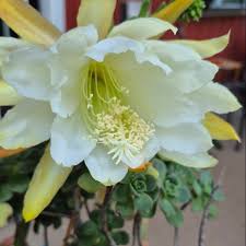 Yellow White Epiphyllum Flower seeds for Planting Hardy Variety Heirloom & GMO Free Seeds for Home Garden