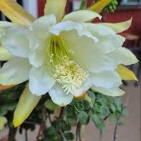 Yellow White Epiphyllum Flower seeds for Planting Hardy Variety Heirloom & GMO Free Seeds for Home Garden