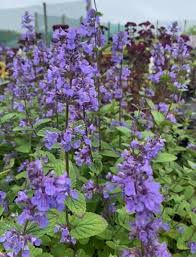 Green Cat Mint Seeds for Planting