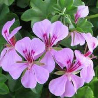 Light Violet Red Geranium Flower Seeds for Planting Easy to Grow Heirloom & GMO Free Seeds for Home Garden
 
 Sale