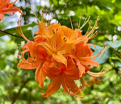 Azalea Flower seeds for Planting Low Maintenance Heirloom & GMO Free Seeds for Home Garden