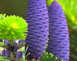 Purple Abies Koreana Flower seeds for Planting - Sun Loving, Heirloom & GMO Free Seeds for Home Garden