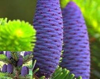 Purple Abies Koreana Flower seeds for Planting - Sun Loving, Heirloom & GMO Free Seeds for Home Garden