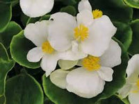 Begonia White Flower Seeds for Planting  Elegant Annual Blooms for Gardens & Pots