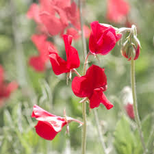 Deep Red Sweet Pea Flower Seeds for Planting Cut Flower Favorite Heirloom & GMO Free Seeds for Home Garden
 
 Sale