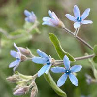 Rare Tweedia Flower seeds for Planting - Drought Tolerant, Heirloom & GMO Free Seeds for Home Garden