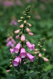 Pink Lady's Glove Flower seeds for Planting - Cut Flower Favorite, Heirloom & GMO Free Seeds for Home Garden