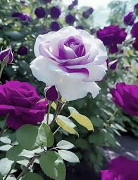 White Purple Away Rose Flower Seeds for Planting Compact Growth Heirloom & GMO Free Seeds for Home Garden
 
 Sale