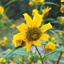 Bidens Cernua Flower seeds for Planting Cut Flower Favorite Heirloom & GMO Free Seeds for Home Garden