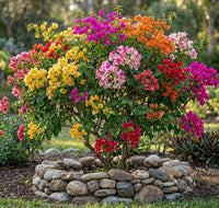 Mixed Color Bougainvillea Flower Seeds for Planting Hardy Variety Heirloom & GMO Free Seeds for Home Garden  Sale