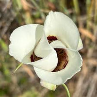 Calochortus Flower seeds for Planting - Bright Blooms, Heirloom & GMO Free Seeds for Home Garden