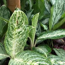 Green Aglaonema Flower seeds for Planting - Cottage Garden Essential, Heirloom & GMO Free Seeds for Home Garden