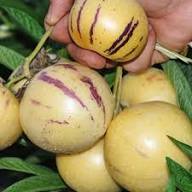 Pepino Dulce Melon Pear Seeds for Easy Planting